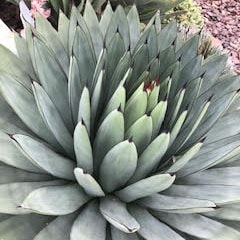 アガベ ブルーエンペラー ブラックスパイン 特選 アガベ「ブルー・エンペラー」 3号ロングポット | | アガベ