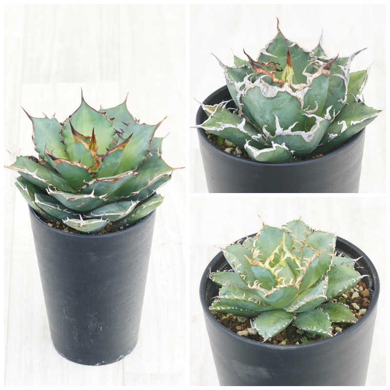 92 アガベ中株3株まとめ売りシーザー、フィリグリー、海王 92 アガベ中株3株まとめ売りシーザー、フィリグリー、海王 アガベ