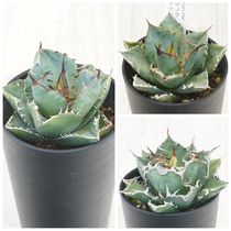 �����١������Υ�����3�糧�åȡʥ��ӥ���ǭ�ޡ�����������3.5��ȭ