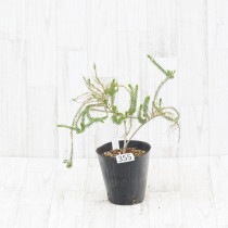 バンクシア バウエリ 5号 苗木・植木