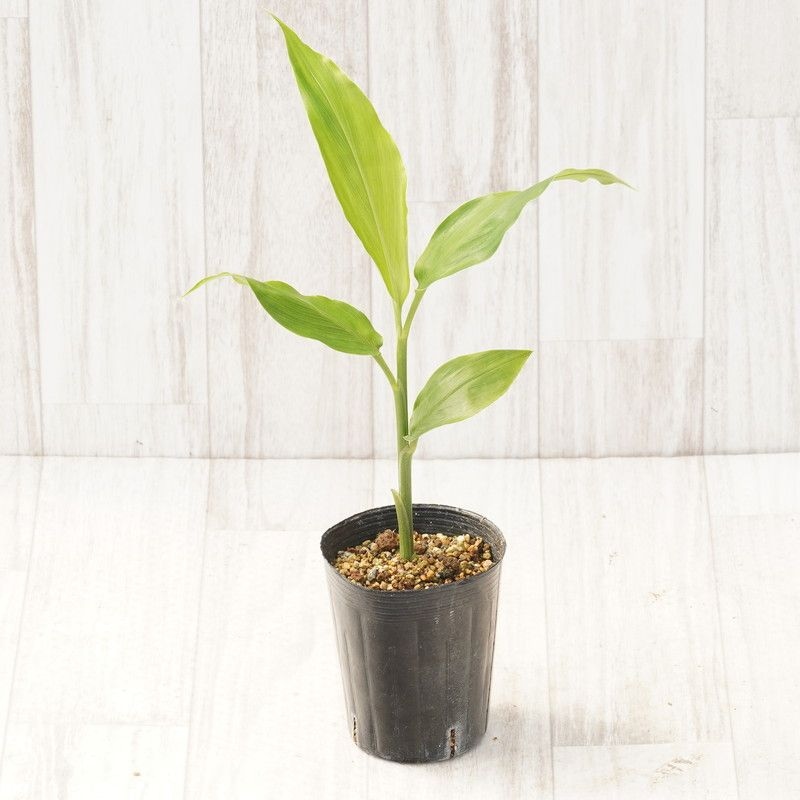 �ڻ�����ۥߥ祦����3��ݥå�