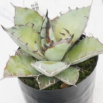 Ըʪե١Υ֥롼No.71313