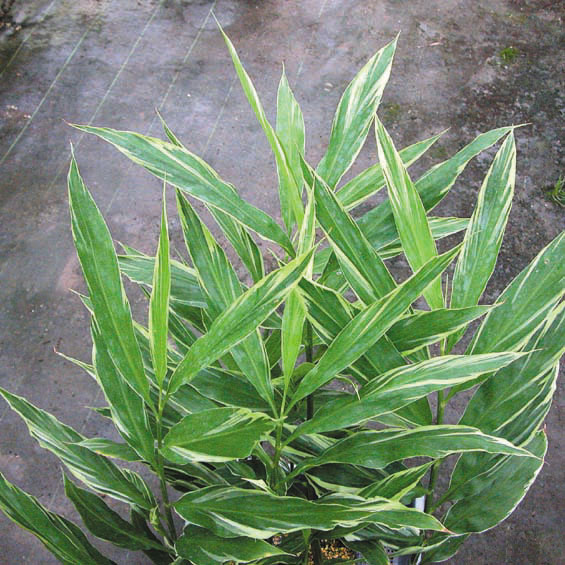 �ڻ������ʤ�إߥ祦����3��ݥåȡ�10�ݥåȥ��å�