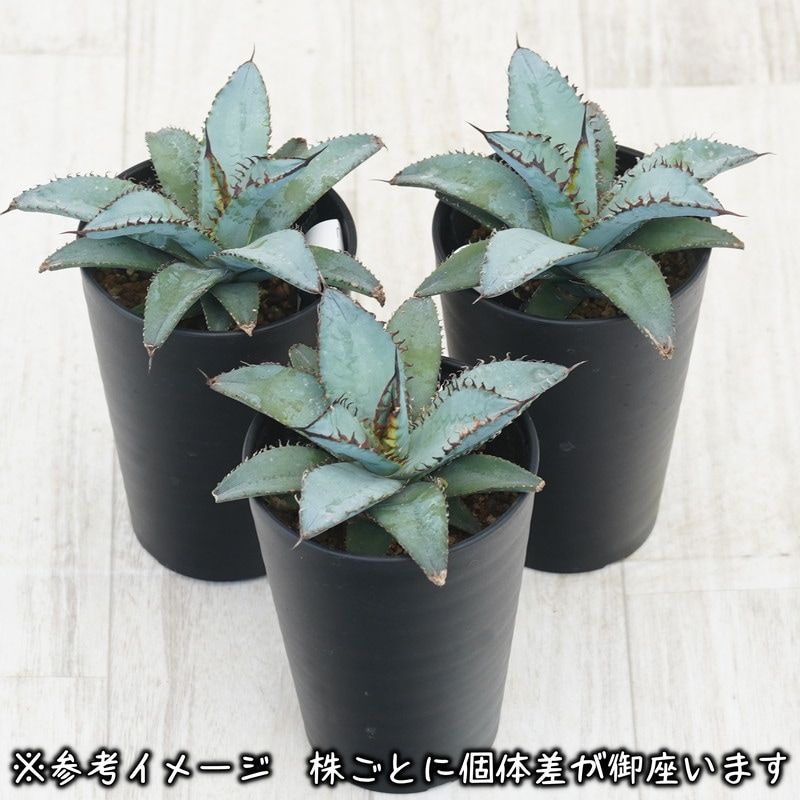 訳あり　アガベ　チタノタ　ライオンズメーン　core産 アガベ チタノタ ライオンズメーン① | hanayoshi-botanical