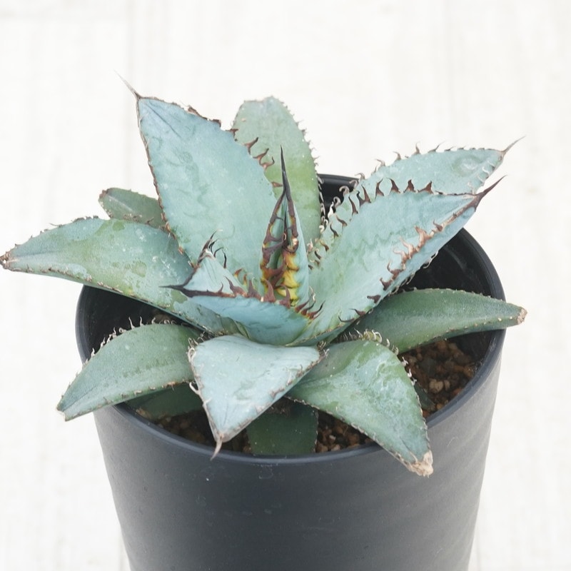 centro アガベ チタノタ ライオンズメーン ライオンズメイン アガベ チタノタ ライオンズメーン メイン Agave titanota