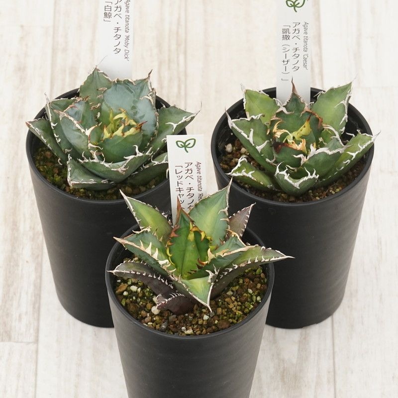 アガベ チタノタ銘品3種セット（白鯨・赤猫・シーザー）3.5号鉢