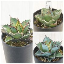 アガベ チタノタ銘品3種セット（赤猫・カビゴン・ブラック