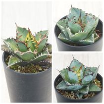 ١Υ3糧åȡǭӥ󡦥֥å֥롼3.5ȭ