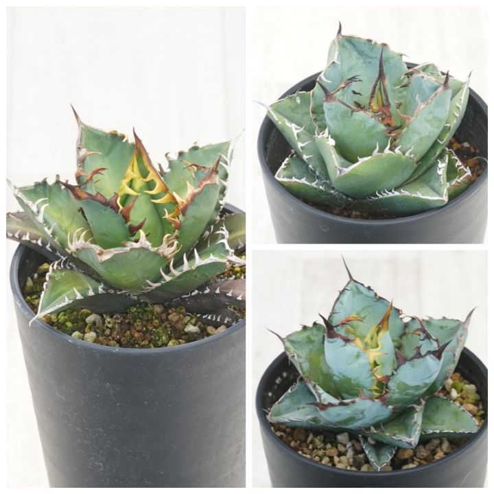アガベ チタノタ銘品3種セット（赤猫・カビゴン・ブラック＆ブルー