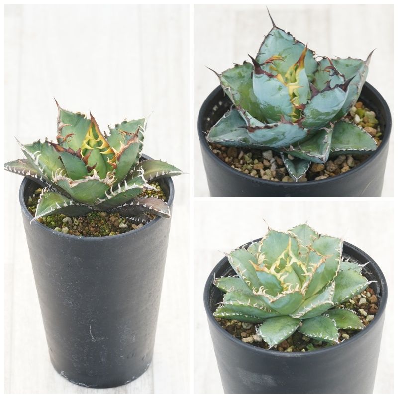 よ*あ様 【アガベ チタノタ　ハイブリッド株 “パリー&チタノタ” 】スペシャル アガベ チタノタ銘品3種セット（赤猫・フィリグリー・ブラック