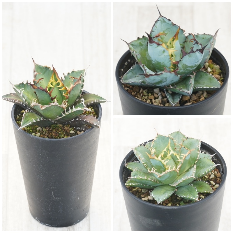 アガベ チタノタ銘品3種セット（赤猫・フィリグリー・ブラック