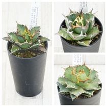 340＊コレクション株＊【3.7写真更新】アガベ チタノタ フィリグリー 園芸ネット本店｜アガベ：チタノタ フィリグリー 3号鉢植え の通販【公式】