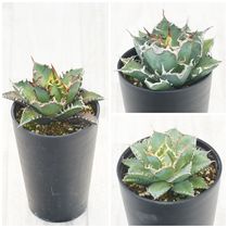 パリートランカータ　メリクロン株 000000012741_db7n1FK.jpg