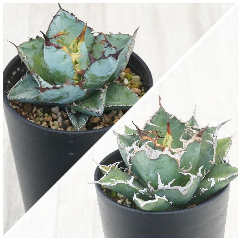 �����١������Υ�����2�糧�åȡʥ֥�å����֥롼������������3.5��ȭ