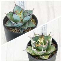 アガベ シーマニアナピグマエア 大株 種子] アガベ ピグマエア Agave seemanniana Pygmaea｜多肉植物 希少