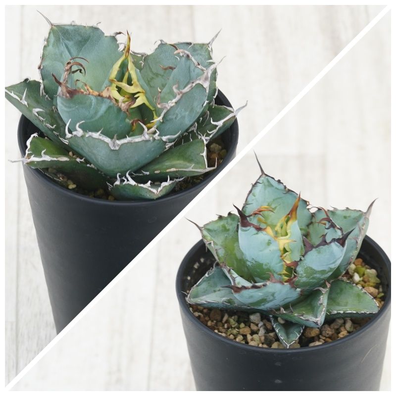 �����١������Υ�����2�糧�åȡ���ߡ��֥�å����֥롼��3.5��ȭ