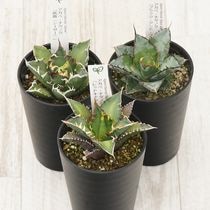 チタノタ銘品シリーズ | 四国ガーデン株式会社