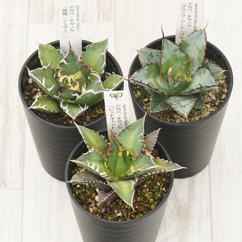 あきゃー　アガベ　チタノタ　シーザー鉢ごと【71604】 アガベ・チタノタ・シーザー Agave Titanota Caesar 4号プラ鉢