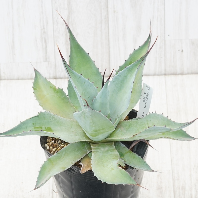 アガベ オバティフォリア アガベ・オバティフォリア｜Agave ovatifolia | DESERT INC.