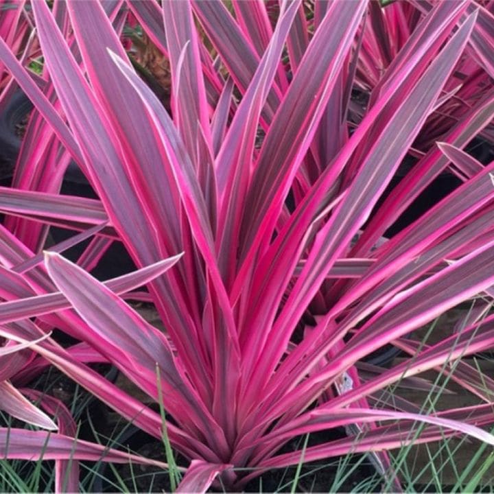 コルジリネ「パソ・ドブレ」4号ロングポット ※コルディリネ | | ドライ