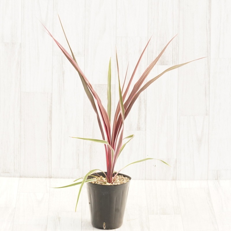 コルジリネ「カンカン」4号ロングポット ※コルディリネ | | ドライ