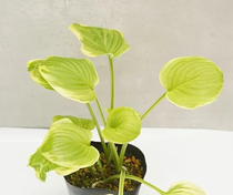 ۥ֥ե饰ȡɥ꡼4(12cm)ݥåȿ