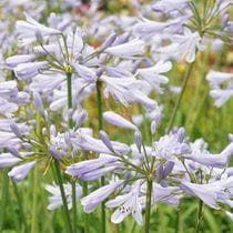 ѥ󥵥֥ԥå֥롼4(12cm)ݥå