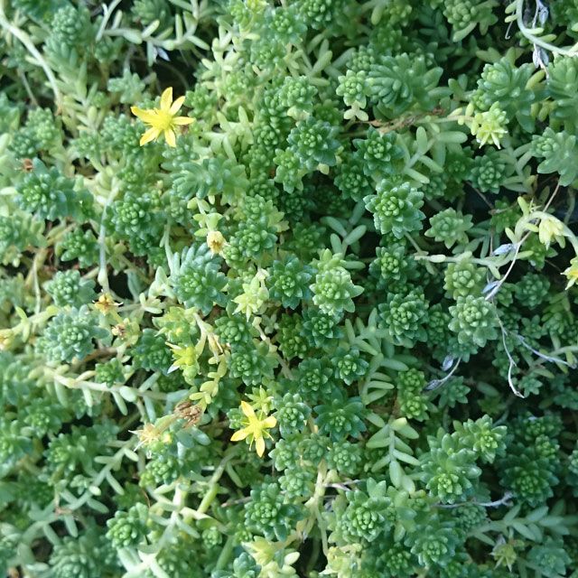 �����ࡡ�����ޥ�ͥ󥰥���3��ݥåȡ������ʣ��ݥåȤޤȤ��㤤���������ɥ��С�