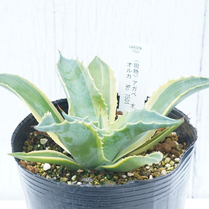アガベ オバティフォリア オルカ 1 Agave ovatifolia variegated