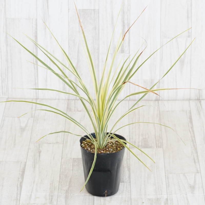 コルジリネ「ライム・パッション」4号ロングポット ※コルディリネ