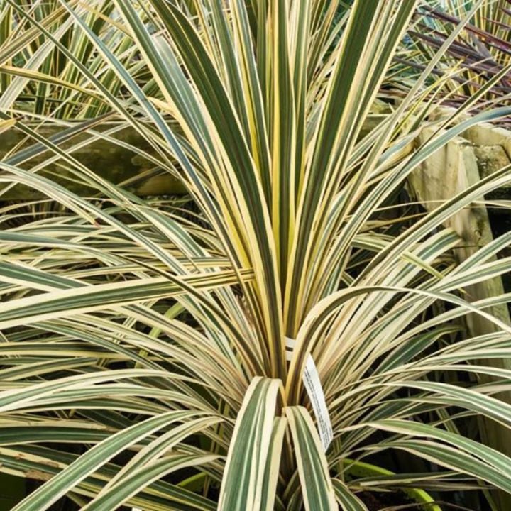 コルジリネ「ライム・パッション」4号ロングポット ※コルディリネ