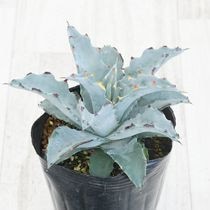 Agave アガベ チタノタ ブルー 105プレステラロング Agave アガベ チタノタ ブルー 105プレステラロング アガベ