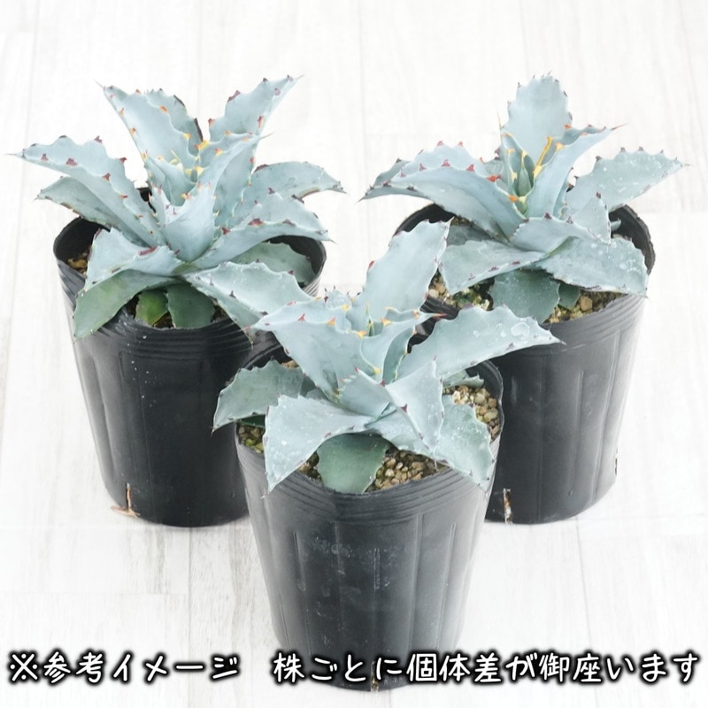 アガベ「シエラ・アズール」4号ロングポット | | アガベ