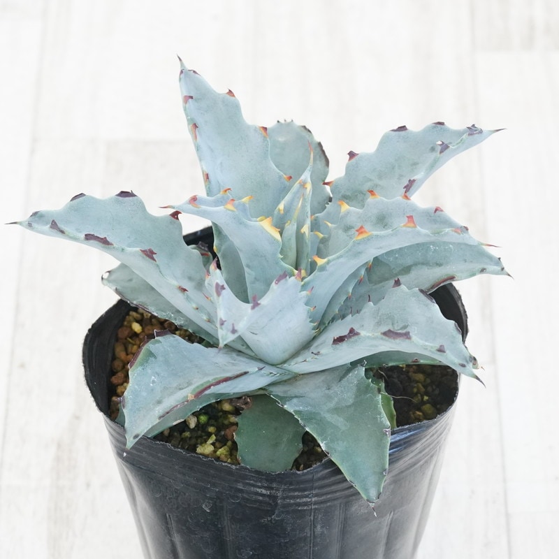 アガベ「シエラ・アズール」4号ロングポット | | アガベ