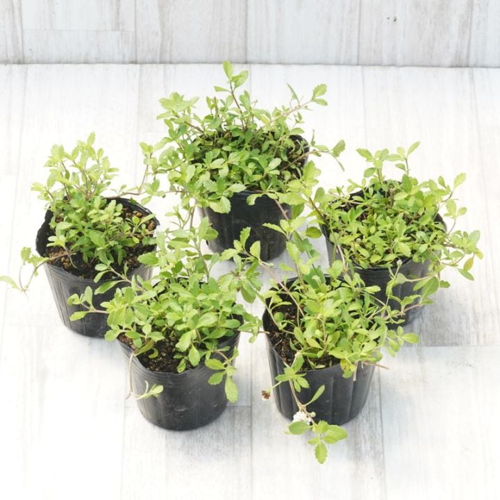 ヒメイワダレソウ 白系（リピア）5ポットセット | | お買い得