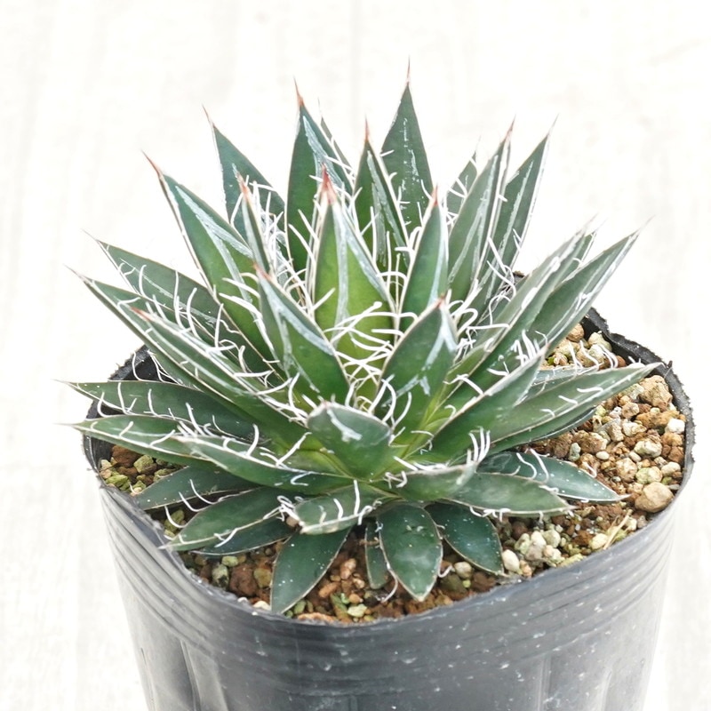 アガベ　イタリアメリクロン pk-029 アガベ チタノタ イタリアメリクロン 育成記録｜🍀GreenSnap