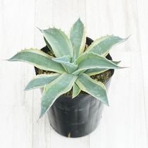 アガベオバティフォリア⑤ アガベオバティフォリア⑤ アガベ オバティフォリア 美株