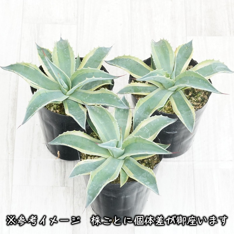 鉢ごと発送 アガベ オバティフォリアオルカ 健康株 ドライガーデン オバティフォリア オルカ アガベ ドライガーデン アガベ オバ