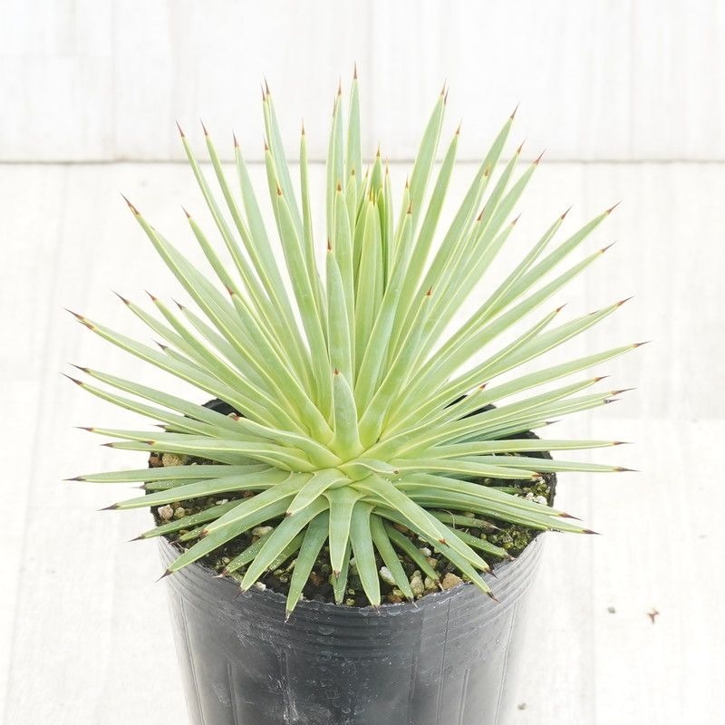 厳選実生株 アガベ ストリクタ 吹上 Agave stricta 第四種郵便物