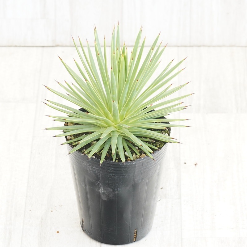 アガベ　鉢ごと　ストリクタナナ 　吹上　コンパクタ アガベ 鉢ごと ストリクタナナ 吹上 コンパクタ