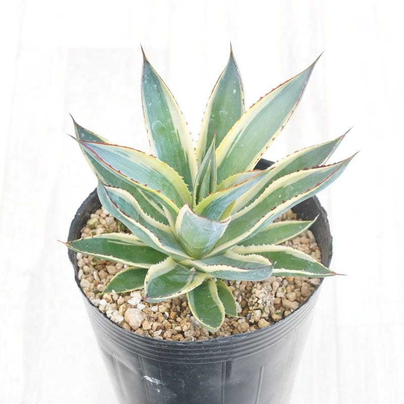 アガベ☆サングロー　ドライガーデンにオススメ！ アガベ☆サングロー ドライガーデンにオススメ！ ドライガーデン