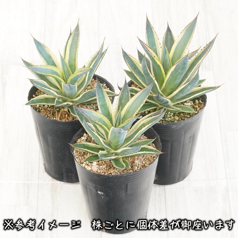 【人気品種】アガベ　サングロー Agave ‘Sun Glow 斑入り 多肉植物 アガベ サングロー【Agave 'Sun Glow 斑入り】希少種