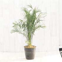 アガベ エボリスピナ実生 ロングスパイン アガベ ユタエンシス エボリスピナ（実生） | hanayoshi-botanical