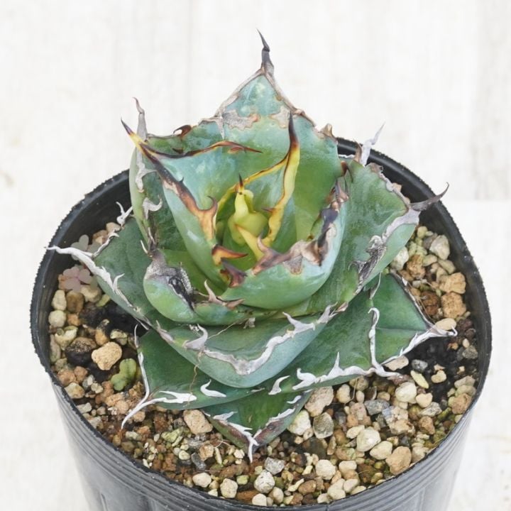 ����������ۥ����١������Υ� "���ܻ�"  �ϥǥ�  3����󥰥ݥå�