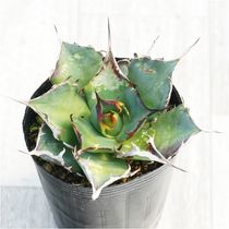 ����������ۥ����١������Υ� "���ܻ�"  �ϥǥ�  3����󥰥ݥå�