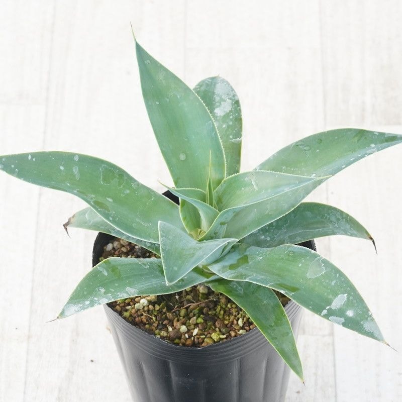 ١֥֥롼ե쥤4󥰥ݥå