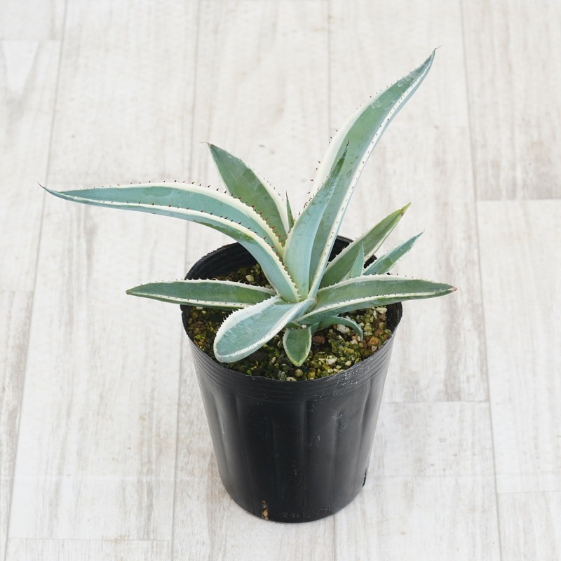 アガベ・グイエンゴーラ「ブラックアイス」4号ロングポット | | アガベ