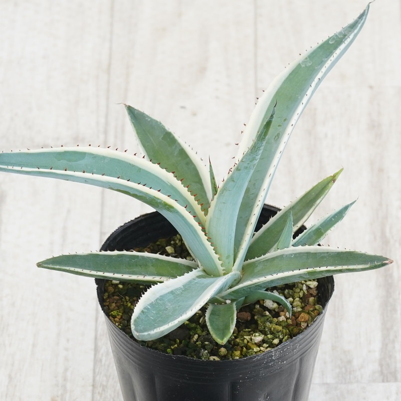 アガベ・グイエンゴーラ「ブラックアイス」4号ロングポット | | アガベ