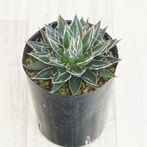 アガベ☆パラサナ実生株 アガベ パラサナ 実生 | mana's farm:塊根植物・アガベ・ドライ