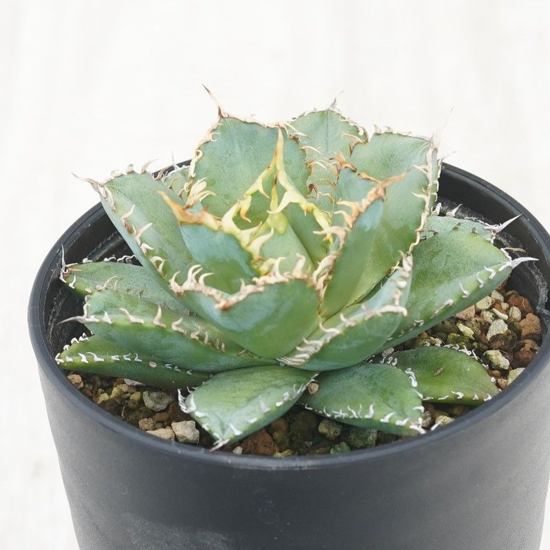 �����١������Υ��֥ե��ꥰ�꡼�ס�3.5��ȭ